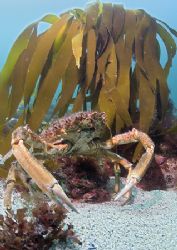 Spiny spider crabs - male standing guard over much smalle... by Mark Thomas 